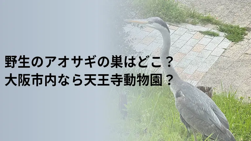 野生のアオサギの巣はどこ？大阪市内なら天王寺動物園？