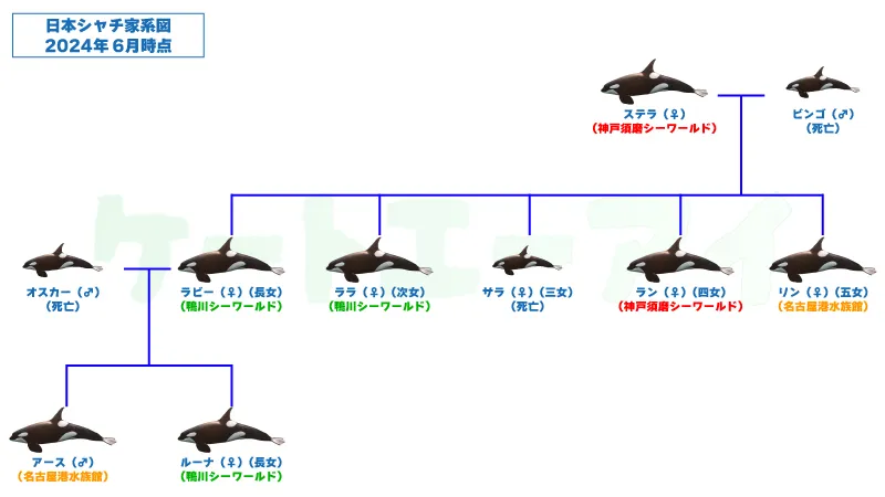 日本の水族館のシャチの家系図