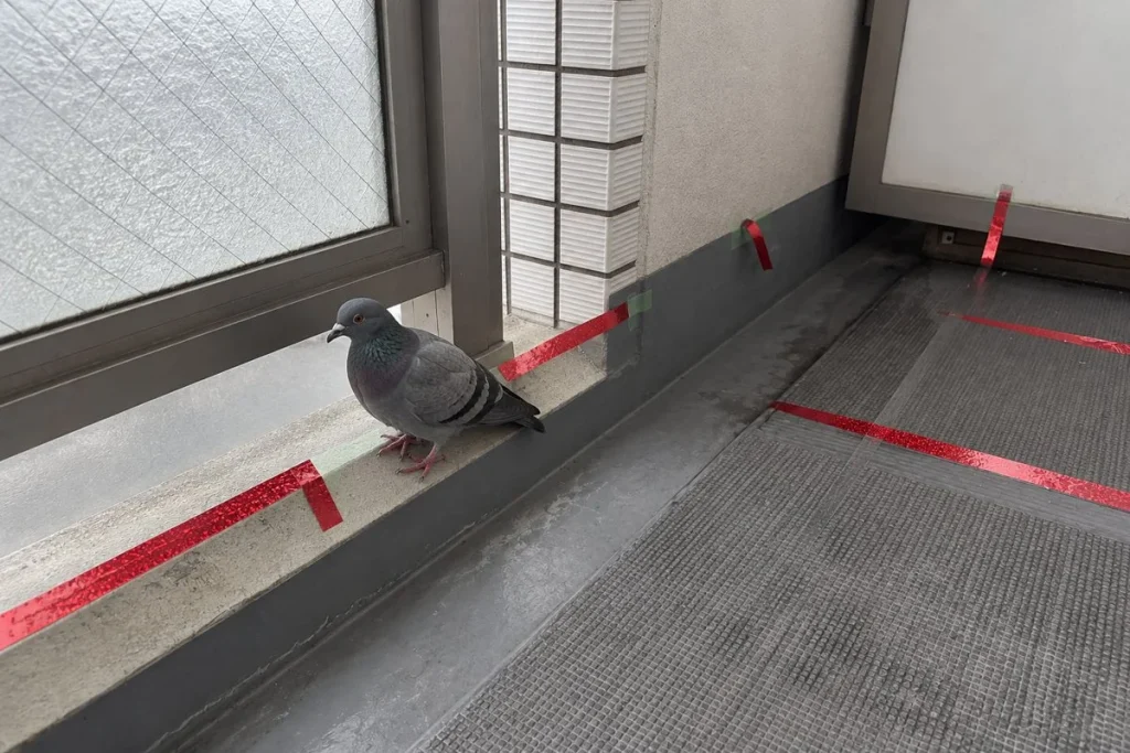 間隔を空けて張ったキラキラテープの、すき間の部分に鳩が止まっている