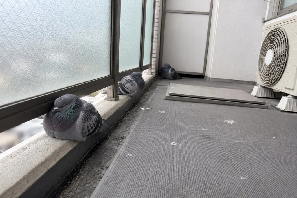 ベランダの手すりの下の段と床に、鳩が3羽うずくまって長居している